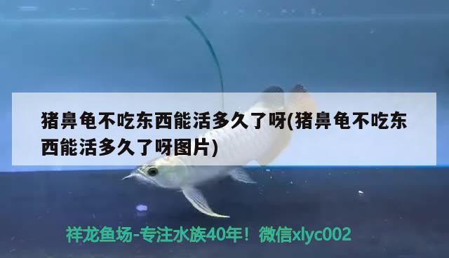 豬鼻龜不吃東西能活多久了呀(豬鼻龜不吃東西能活多久了呀圖片) 豬鼻龜不吃東西能活多久了呀(豬鼻龜不吃東西能活多久了呀圖片) 豬鼻龜百科