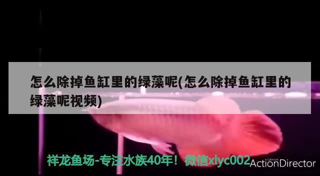 怎么除掉魚缸里的綠藻呢(怎么除掉魚缸里的綠藻呢視頻)