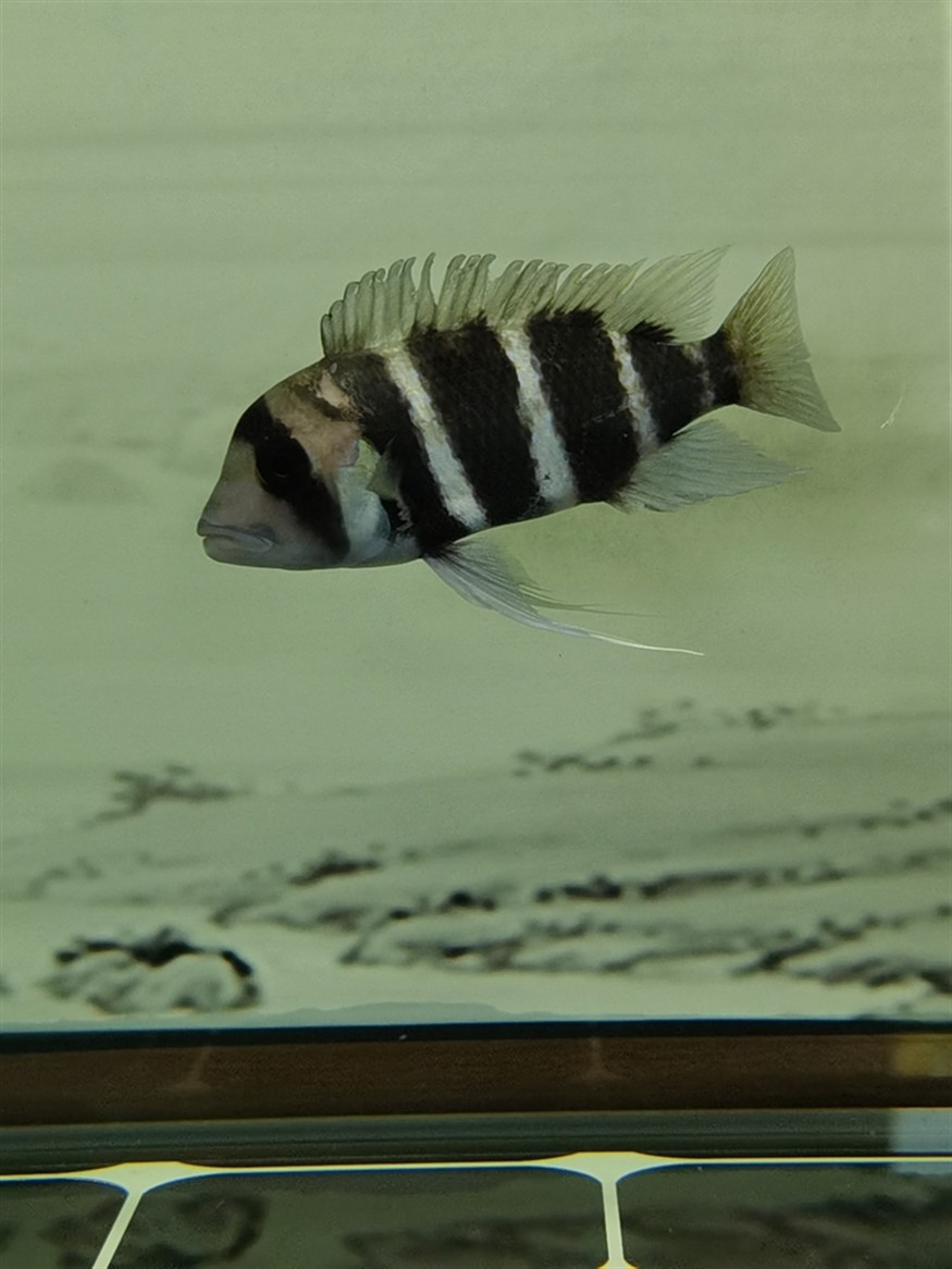 大家看看這是什么魚？