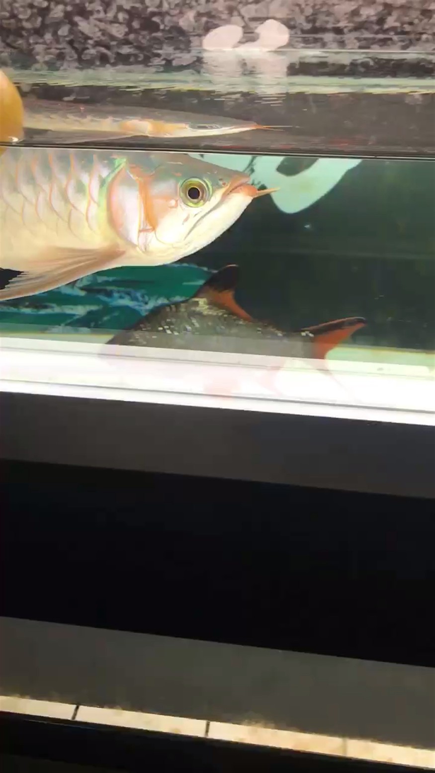 自己修的鯊魚嘴，還可以吧 自己修的鯊魚嘴，還可以吧 龍魚論壇 第1張