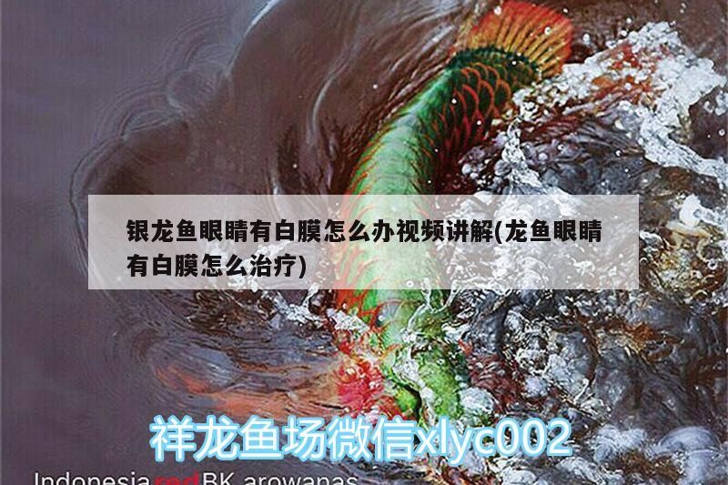 銀龍魚眼睛有白膜怎么辦視頻講解(龍魚眼睛有白膜怎么治療) 銀龍魚眼睛有白膜怎么辦視頻講解(龍魚眼睛有白膜怎么治療) 銀龍魚百科
