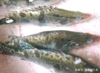 慈鯛魚能養多大的魚缸：慈鯛魚缸尺寸應該根據魚的種類、混養情況以及水溫的調節需求
