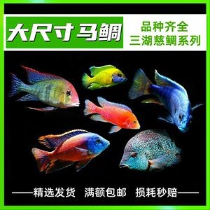 慈鯛魚能養多大的魚缸：慈鯛魚缸尺寸應該根據魚的種類、混養情況以及水溫的調節需求