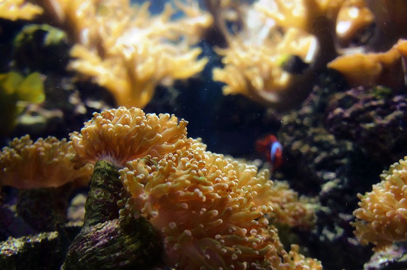 銀龍魚身上有白色鼓包怎么回事圖片(銀龍魚身上有白色凸起)