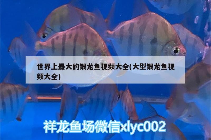 世界上最大的銀龍魚視頻大全(大型銀龍魚視頻大全) 世界上最大的銀龍魚視頻大全(大型銀龍魚視頻大全) 銀龍魚百科