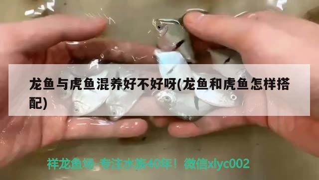 龍魚與虎魚混養好不好呀(龍魚和虎魚怎樣搭配)