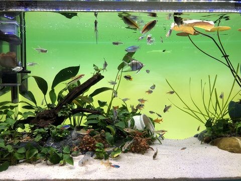 百褶泰獅魚缸背景 百褶泰獅魚缸背景 魚缸百科 第1張