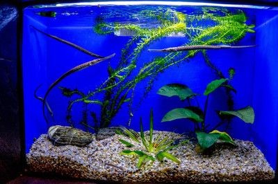 百褶泰獅魚缸背景 百褶泰獅魚缸背景 魚缸百科 第2張