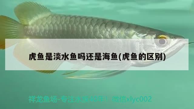 我的虎魚真菌感染了要怎么處理 虎魚是淡水魚嗎還是海魚(虎魚的區別) 虎魚百科 虎魚是淡水魚嗎還是海魚(虎魚的區別) 虎魚是淡水魚嗎還是海魚(虎魚的區別) 虎魚百科
