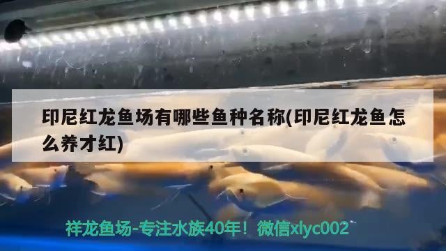 印尼紅龍魚場有哪些魚種名稱(印尼紅龍魚怎么養才紅)
