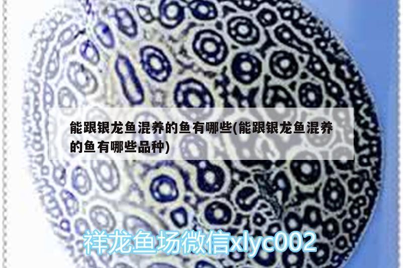 能跟銀龍魚混養(yǎng)的魚有哪些(能跟銀龍魚混養(yǎng)的魚有哪些品種)