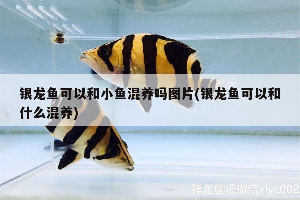 銀龍魚可以和小魚混養(yǎng)嗎圖片(銀龍魚可以和什么混養(yǎng)) 銀龍魚可以和小魚混養(yǎng)嗎圖片(銀龍魚可以和什么混養(yǎng)) 銀龍魚百科