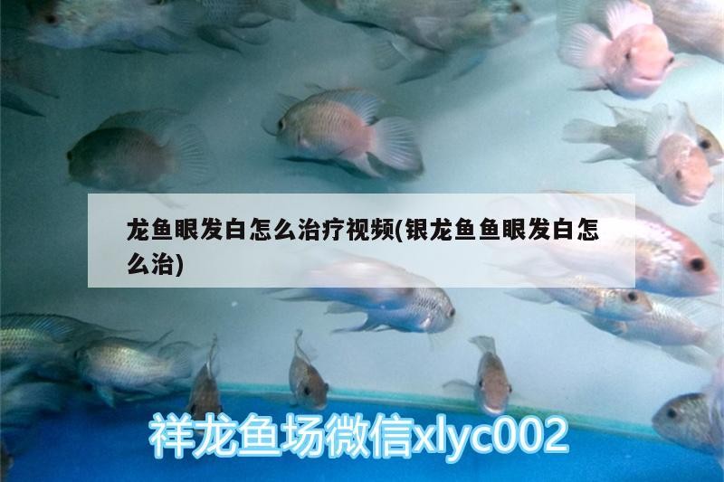 龍魚眼發白怎么治療視頻(銀龍魚魚眼發白怎么治)