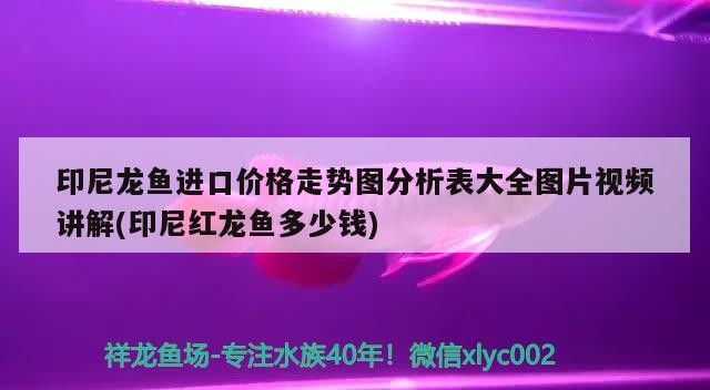 印尼龍魚進口價格走勢圖分析表大全圖片視頻講解(印尼紅龍魚多少錢)