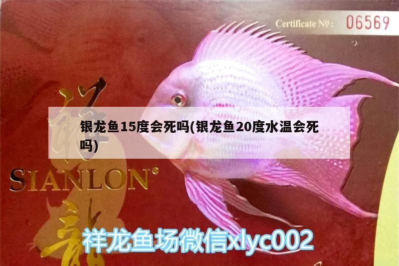 銀龍魚15度會死嗎(銀龍魚20度水溫會死嗎) 銀龍魚15度會死嗎(銀龍魚20度水溫會死嗎) 銀龍魚百科