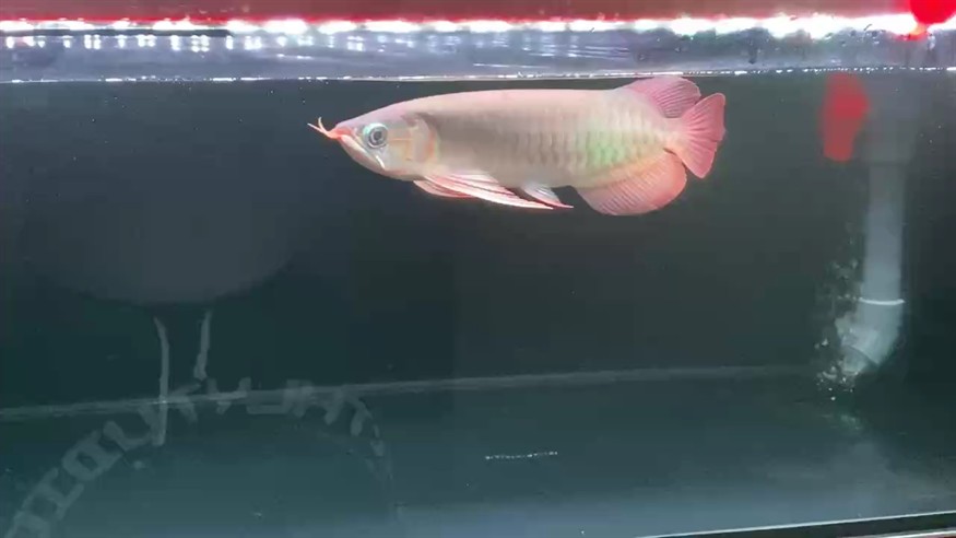 好的東西是越養(yǎng)越漂亮