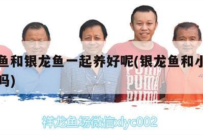 什么魚和銀龍魚一起養(yǎng)好呢(銀龍魚和小魚一起養(yǎng)嗎)