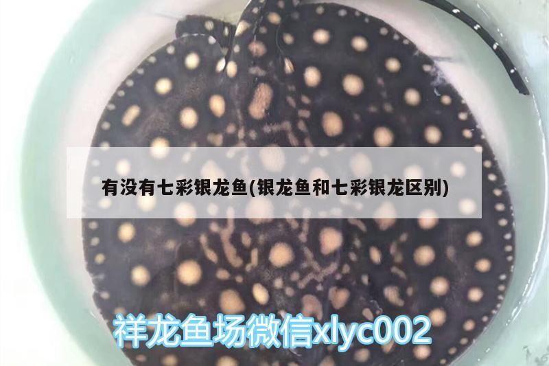 有沒有七彩銀龍魚(銀龍魚和七彩銀龍區別)