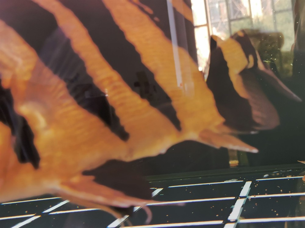 虎魚屁眼那里咋回事？