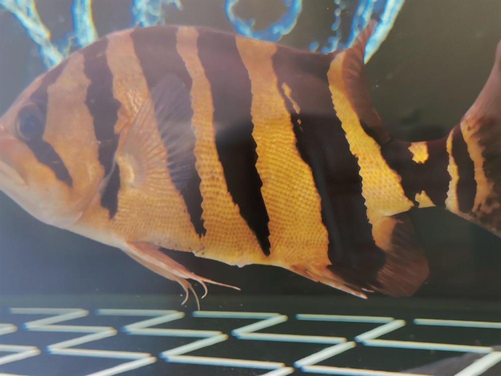 虎魚屁眼那里咋回事？