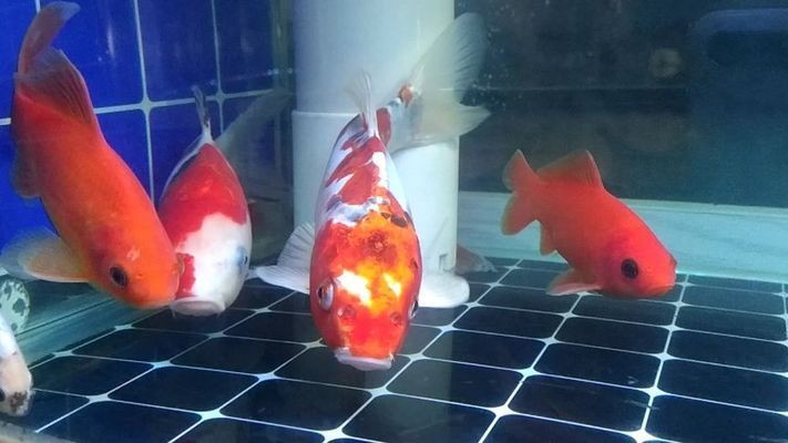 二手魚缸市場在哪