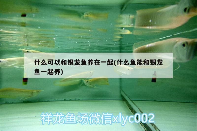 什么可以和銀龍魚養在一起(什么魚能和銀龍魚一起養) 什么可以和銀龍魚養在一起(什么魚能和銀龍魚一起養) 銀龍魚百科