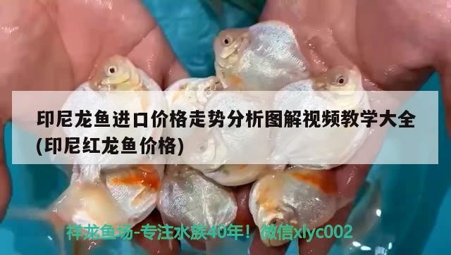 印尼龍魚進口價格走勢分析圖解視頻教學大全(印尼紅龍魚價格)