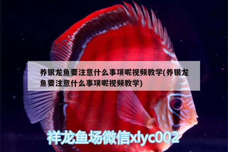 養銀龍魚要注意什么事項呢視頻教學(養銀龍魚要注意什么事項呢視頻教學)