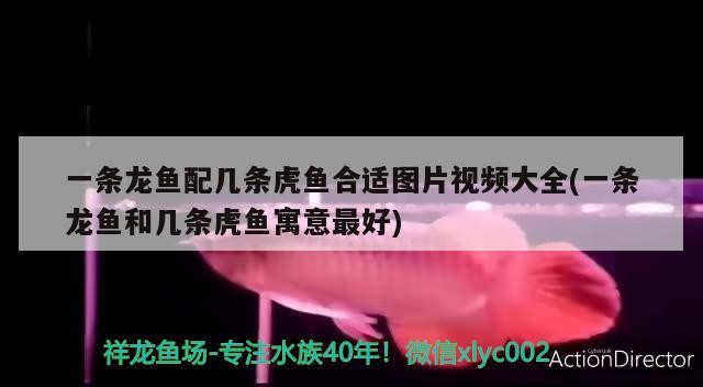 一條龍魚配幾條虎魚合適圖片視頻大全(一條龍魚和幾條虎魚寓意最好) 一條龍魚配幾條虎魚合適圖片視頻大全(一條龍魚和幾條虎魚寓意最好) 虎魚百科