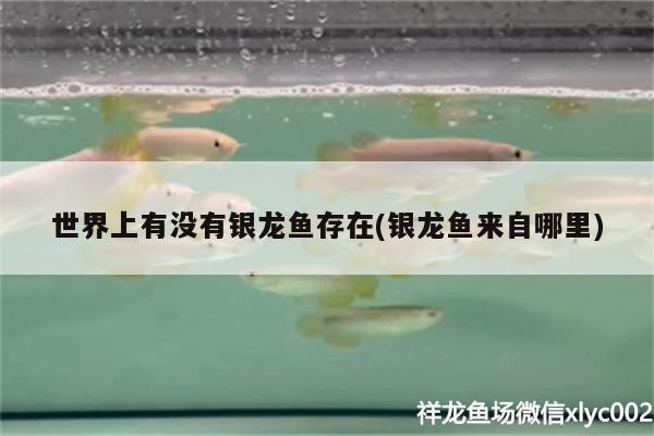 世界上有沒有銀龍魚存在(銀龍魚來(lái)自哪里)