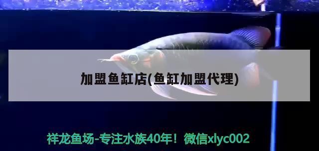 加盟魚缸店(魚缸加盟代理)