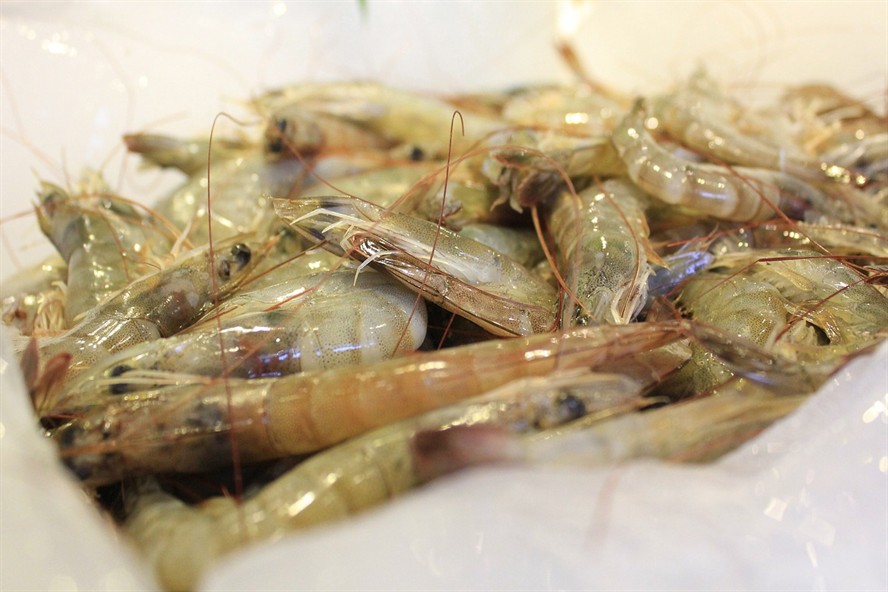虎魚張大嘴的表情 虎魚張大嘴的表情 虎魚百科 第3張
