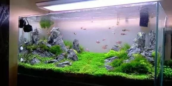 大魚缸怎么布景？：大魚缸如何布景