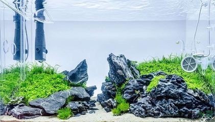 大魚缸怎么布景？：大魚缸如何布景