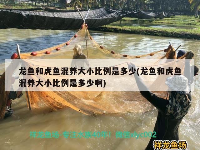 龍魚和虎魚混養(yǎng)大小比例是多少(龍魚和虎魚混養(yǎng)大小比例是多少啊) 龍魚和虎魚混養(yǎng)大小比例是多少(龍魚和虎魚混養(yǎng)大小比例是多少啊) 虎魚百科