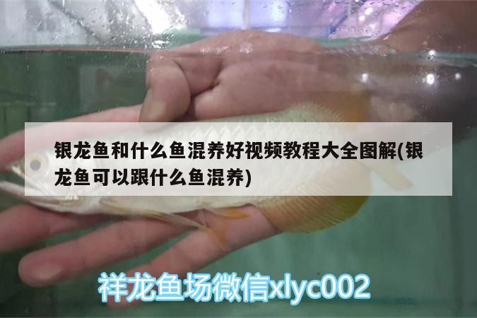 銀龍魚和什么魚混養好視頻教程大全圖解(銀龍魚可以跟什么魚混養)