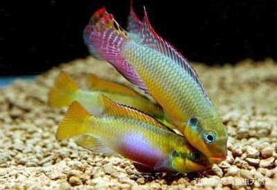 慈鯛魚缸里應該放些什么食物：慈鯛魚的食性及推薦食物