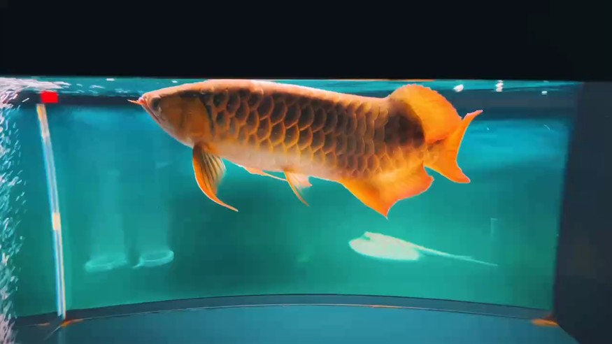 養魚是一種愛好