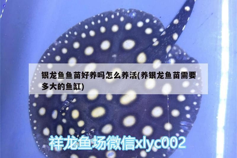 銀龍魚魚苗好養嗎怎么養活(養銀龍魚苗需要多大的魚缸)