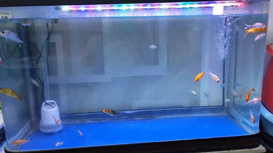 又開一缸