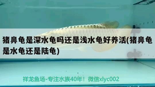 豬鼻龜是深水龜嗎還是淺水龜好養活(豬鼻龜是水龜還是陸龜)