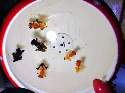 大魚(yú)缸放水怎么放：如何為大魚(yú)缸放水