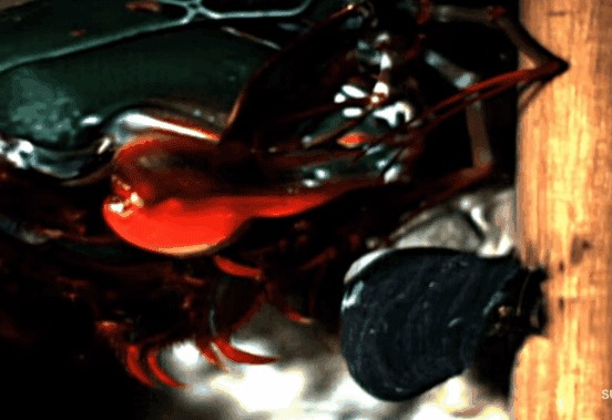 玻璃魚缸突然炸裂：玻璃魚缸炸裂可能由多種因素引起