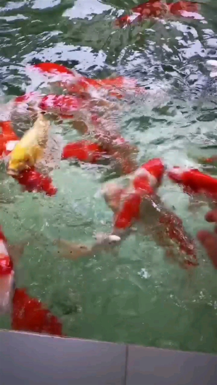 早起喂錦鯉 早起喂錦鯉 紅龍魚百科 第2張