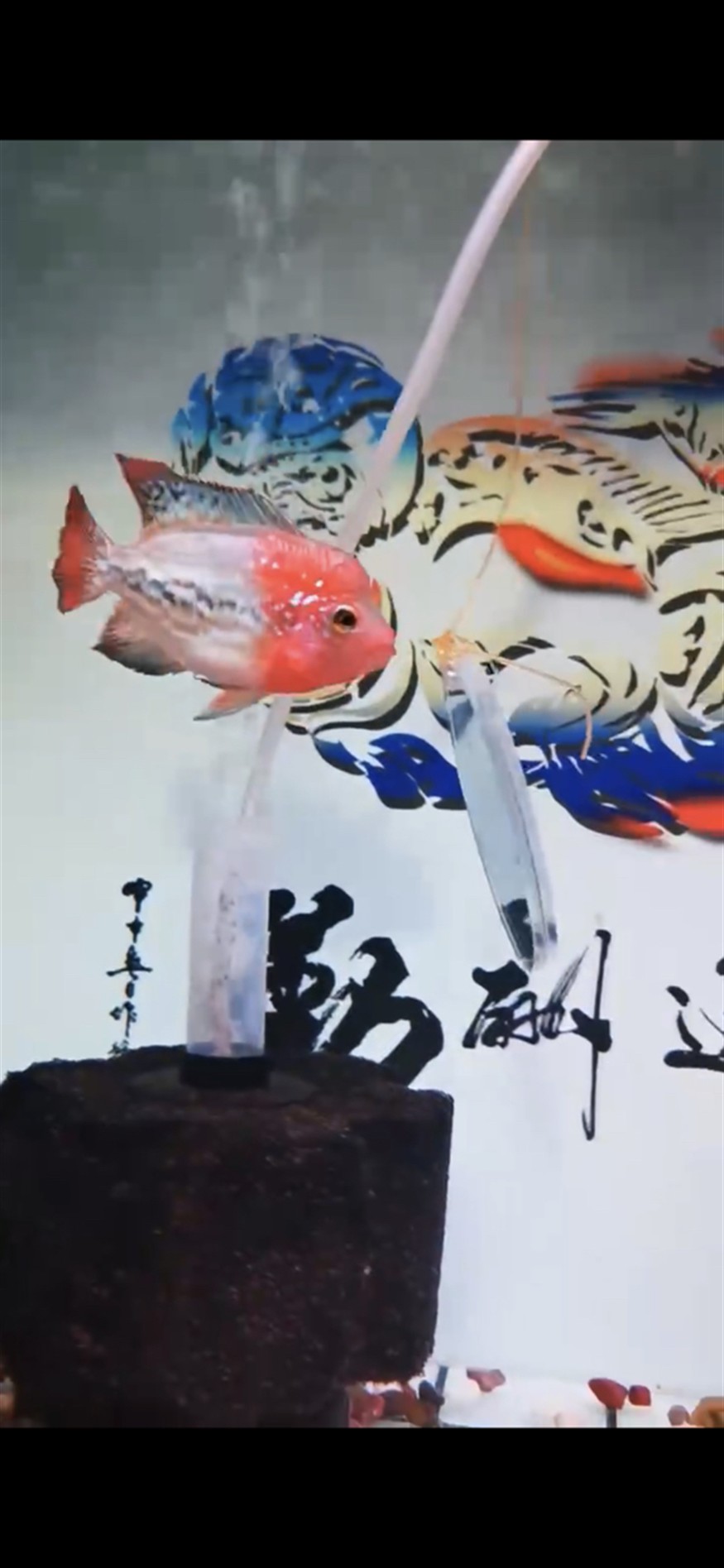 古典彩虹一個月的變化