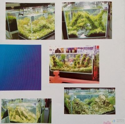 玻璃魚缸造景效果圖：玻璃魚缸造景效果圖玻璃魚缸造景設計要點和效果圖