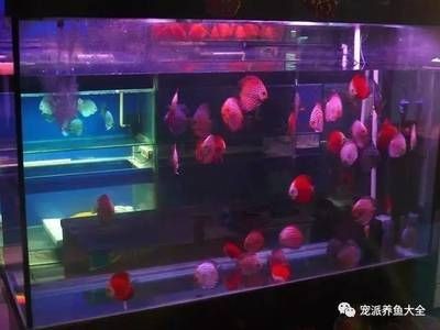 觀賞魚的市場調研（中國觀賞魚行業發展趨勢分析及投資前景研究報告）