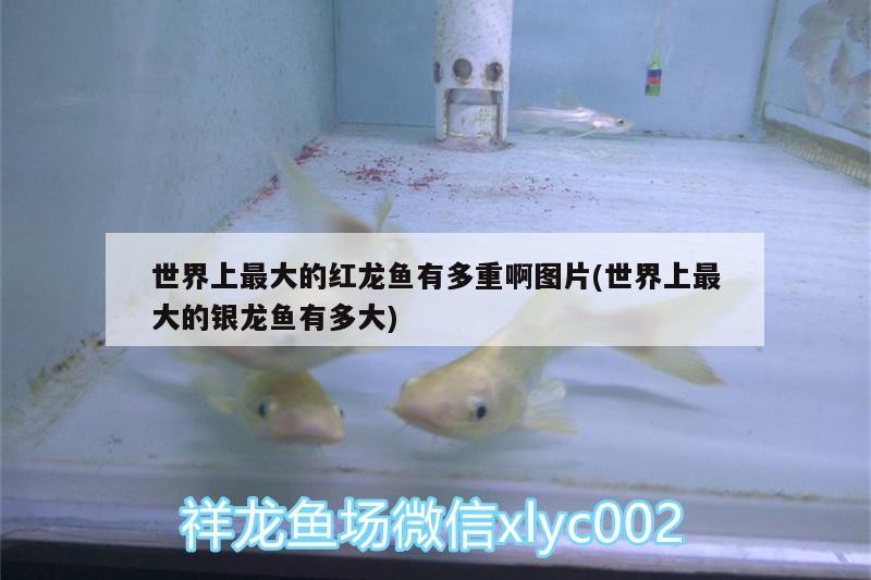世界上最大的紅龍魚有多重啊圖片(世界上最大的銀龍魚有多大)