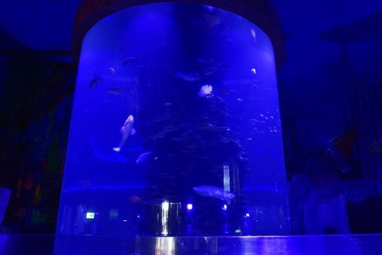 玻璃柱魚缸效果圖：玻璃柱魚缸效果圖大全