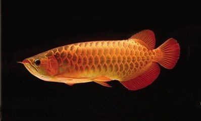 龍魚晚上開燈好還是關燈好養 龍魚晚上開燈好還是關燈好養 龍魚百科 第1張